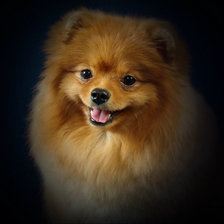 Схема вышивки «Собака-улыбака»