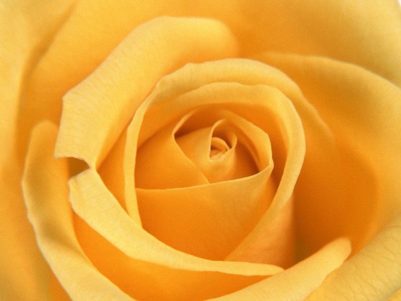 роза - цветы, подушка - оригинал