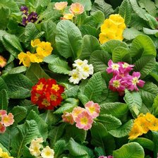 Схема вышивки «№270700»