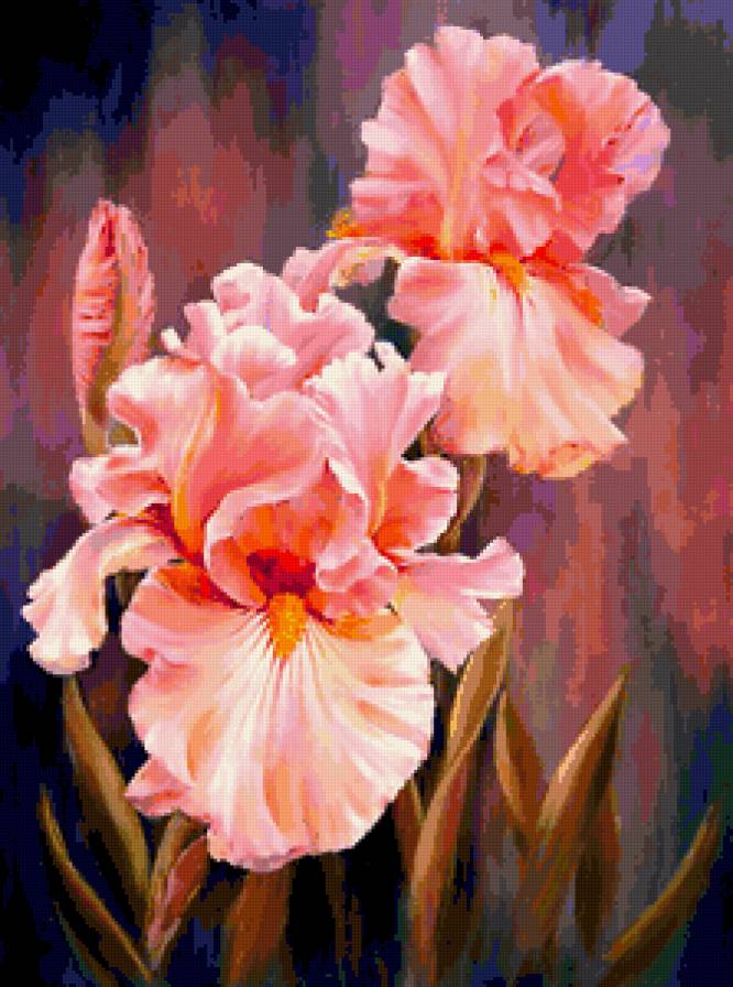 Ирисы - ирисы, цветы, касатики - предпросмотр