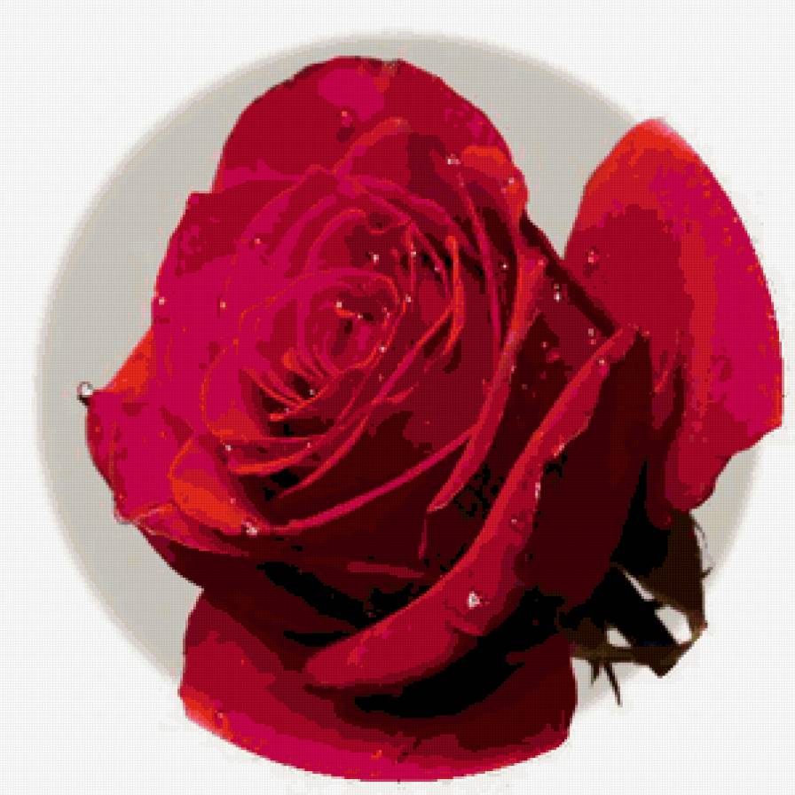 Красная роза - роза - предпросмотр