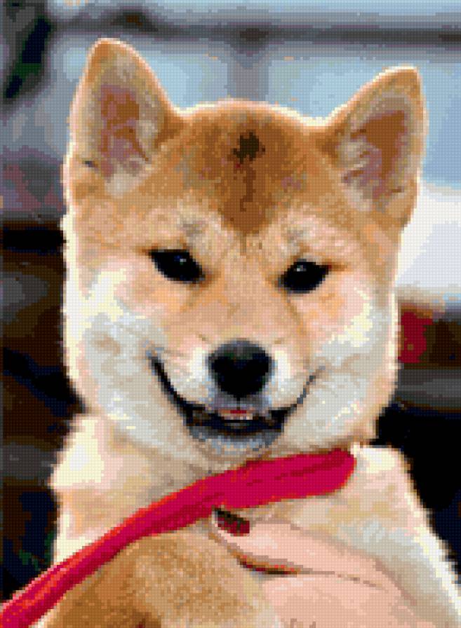 сибу ину - предпросмотр