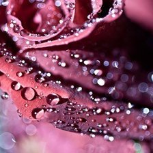 Схема вышивки «№271073»