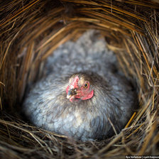 Схема вышивки «№271083»