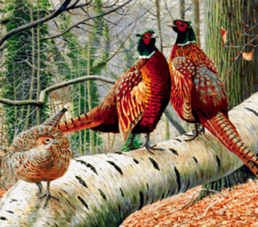 Фазаны - птицы - предпросмотр