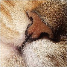 Схема вышивки «Мордочка»