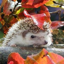 Схема вышивки «Ежик.»