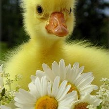 Схема вышивки «Утенок»