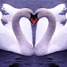 лебединая верность