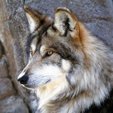 Схема вышивки «серый волк»