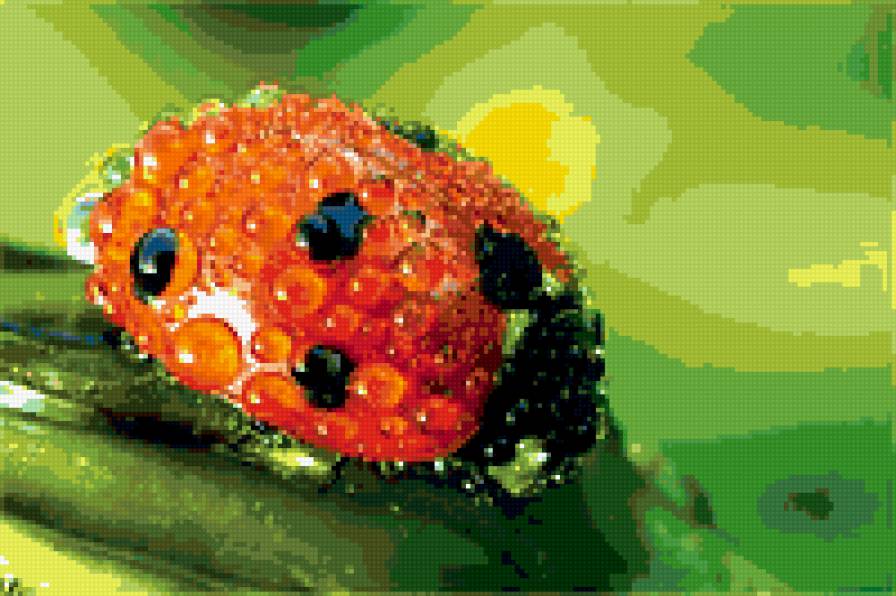 утренний душ - божья коровка - предпросмотр