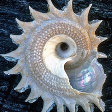 Схема вышивки «Дары моря»