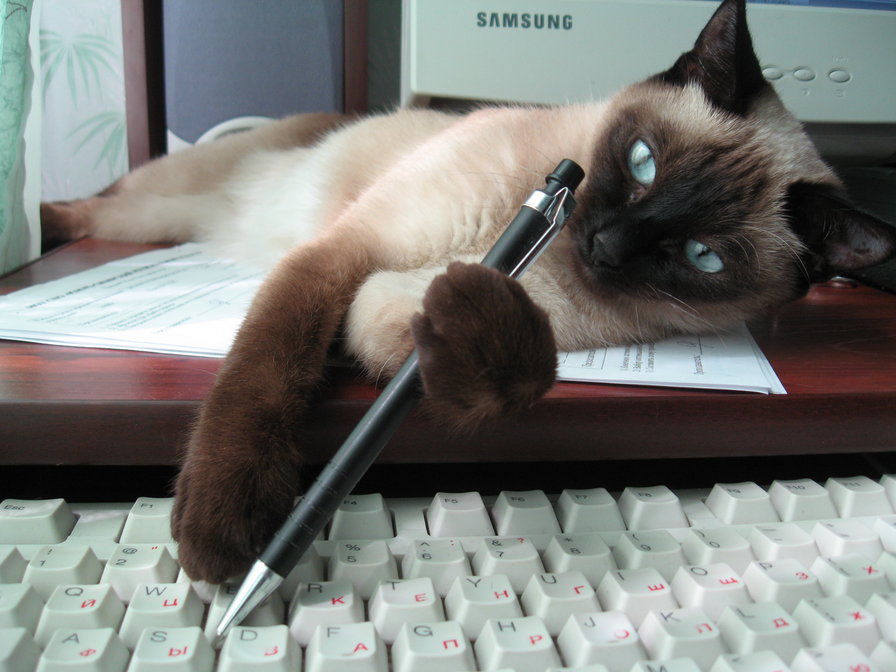 Симка - животные, кошка - оригинал