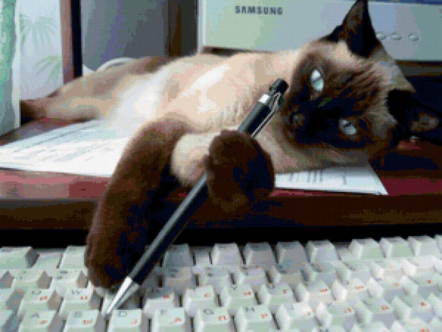 Симка - животные, кошка - предпросмотр