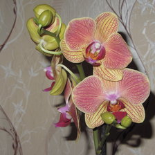 Схема вышивки «Орхидея»