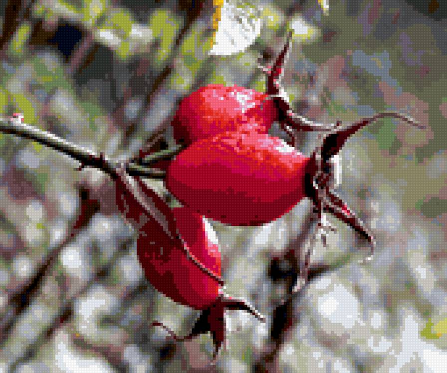 шиповник - шиповник - предпросмотр