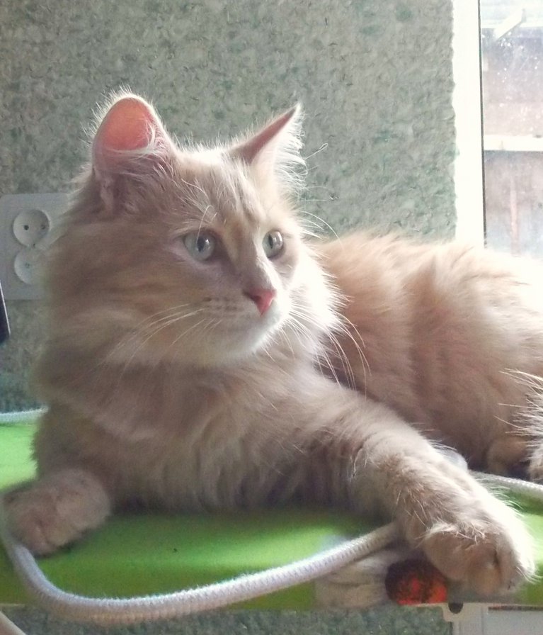 саймон - саймон - оригинал