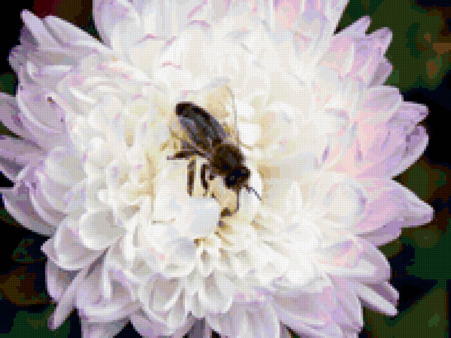 пчёлка - пчелка - предпросмотр