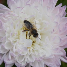 Схема вышивки «пчёлка»