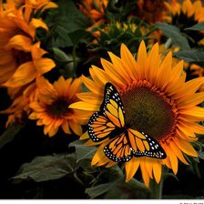 Схема вышивки «Бабочка на цветке»