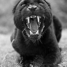 Схема вышивки «Пантера»