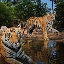 Схема вышивки «тигры»