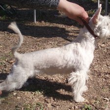 Схема вышивки «жужа»