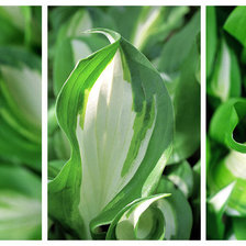 Схема вышивки «ЗЕЛЕНЫЕ ЛИСТЬЯ»