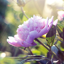 Схема вышивки «№272410»