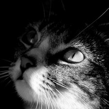 Схема вышивки «МОРДОЧКА КОШКИ»