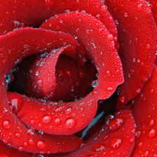 Схема вышивки «РОЗА»