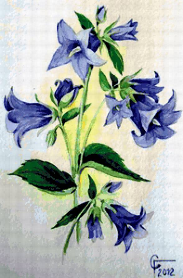 Колокольчики - колокольчик, цветы, колокольчики, флора, красота, природа - предпросмотр