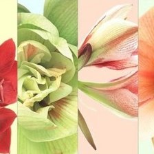 Схема вышивки «цветы»