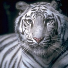 Схема вышивки «белый тигрррррр»