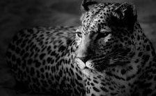 Схема вышивки «№272528»