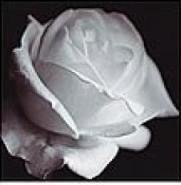 Схема вышивки «монохром ч1»