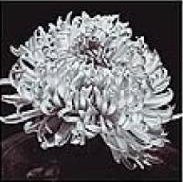 Схема вышивки «монохром ч3»