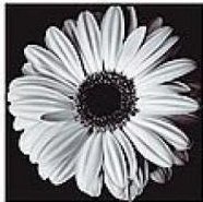 монохром ч4