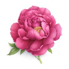 Схема вышивки «пион»