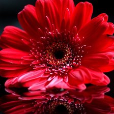 Схема вышивки «Цветы»