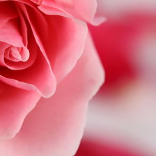 Схема вышивки «Роза.»