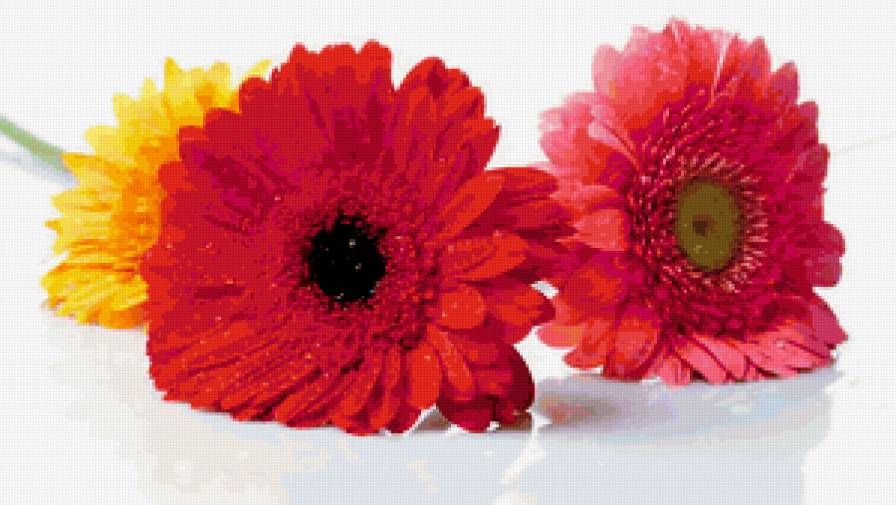 герберы - предпросмотр