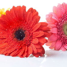 Схема вышивки «герберы»