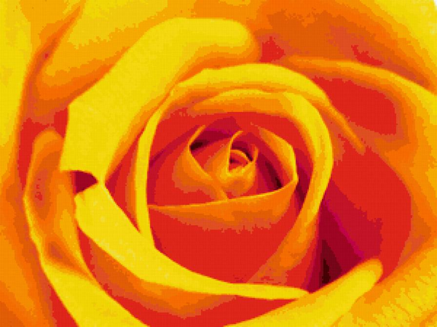 желтая роза - предпросмотр