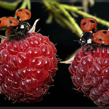 Схема вышивки «Малина»