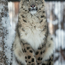 Схема вышивки «барс»