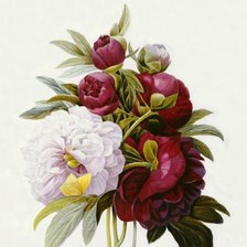 Схема вышивки «пионы»