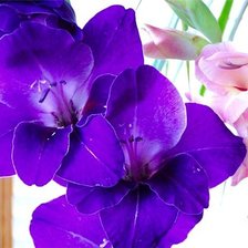 Схема вышивки «ГЛАДИОЛУС»