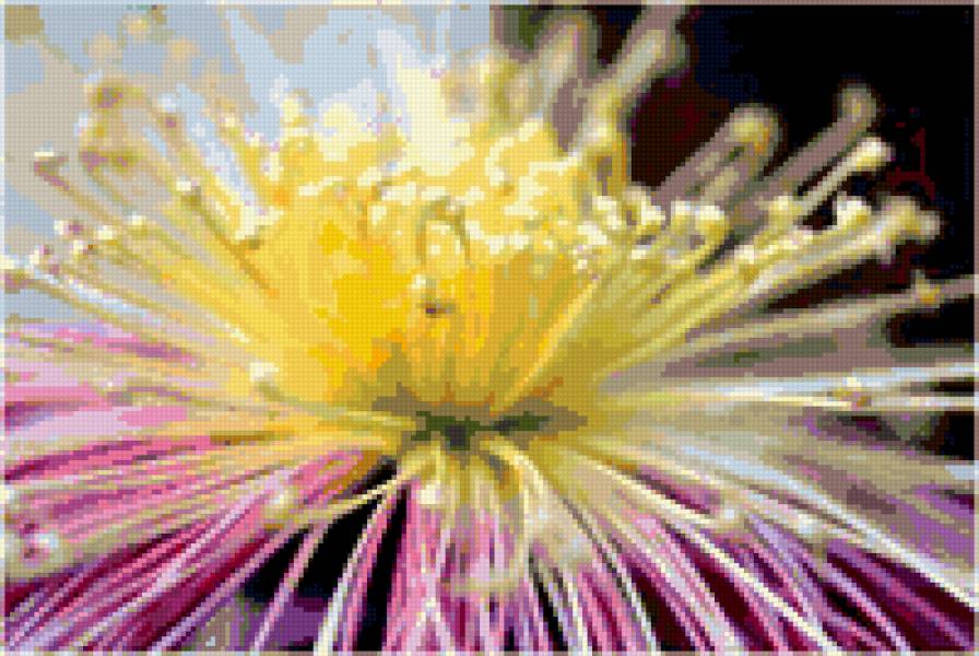 хризантема - желтые, цветы, хризантема - предпросмотр