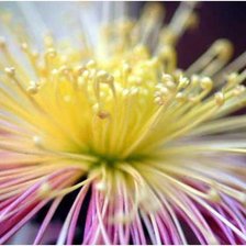 Схема вышивки «хризантема»